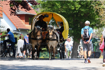 Tierhalterhaftung gemäß § 1320 ABGB