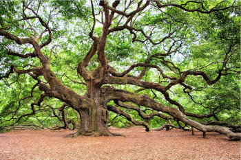 Haftung bei umstürzendem Baum